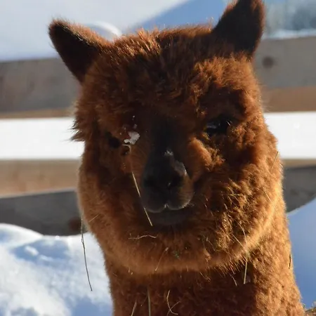 Kirchbrugger 게스트하우스 3*