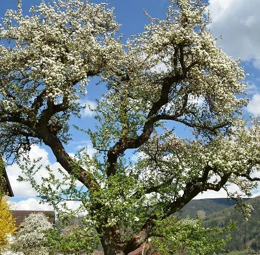 克尔布鲁格膳食公寓 施图拜河谷泰尔夫斯